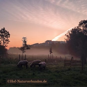 Tiergestützte Intervention: Wie Tiere uns helfen, gesund zu bleiben 