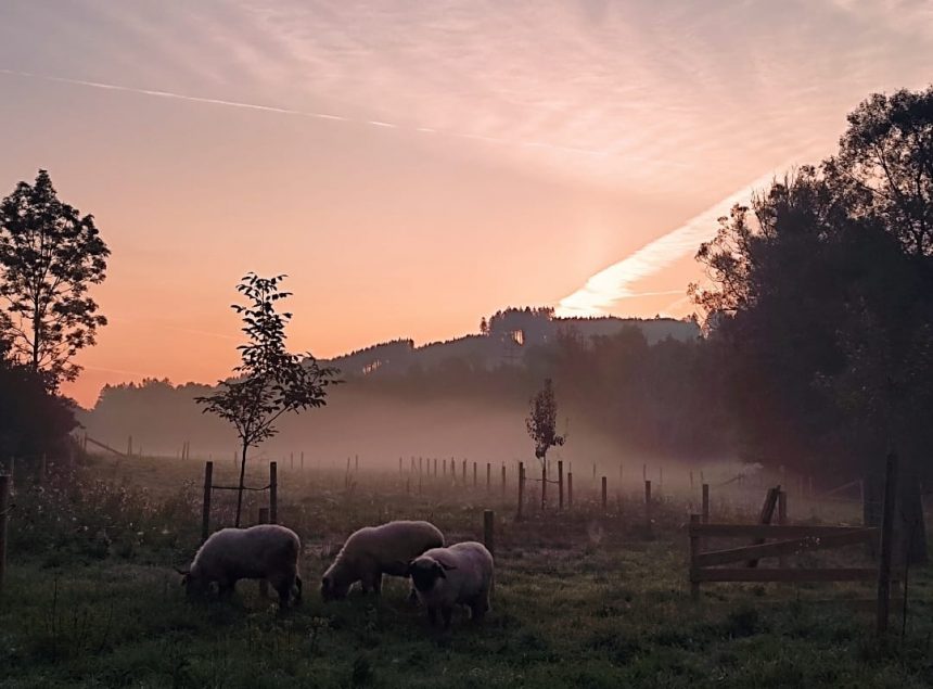 Tiergestützte Intervention: Wie Tiere uns helfen, gesund zu bleiben 